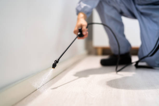 Bed Bug Pre-Treatment Preparation Assessment in Shady Shores