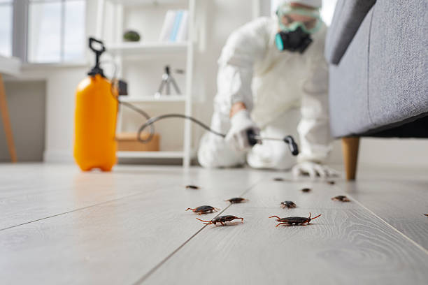 Post-Treatment Bed Bug Interceptor Monitoring in Shady Shores